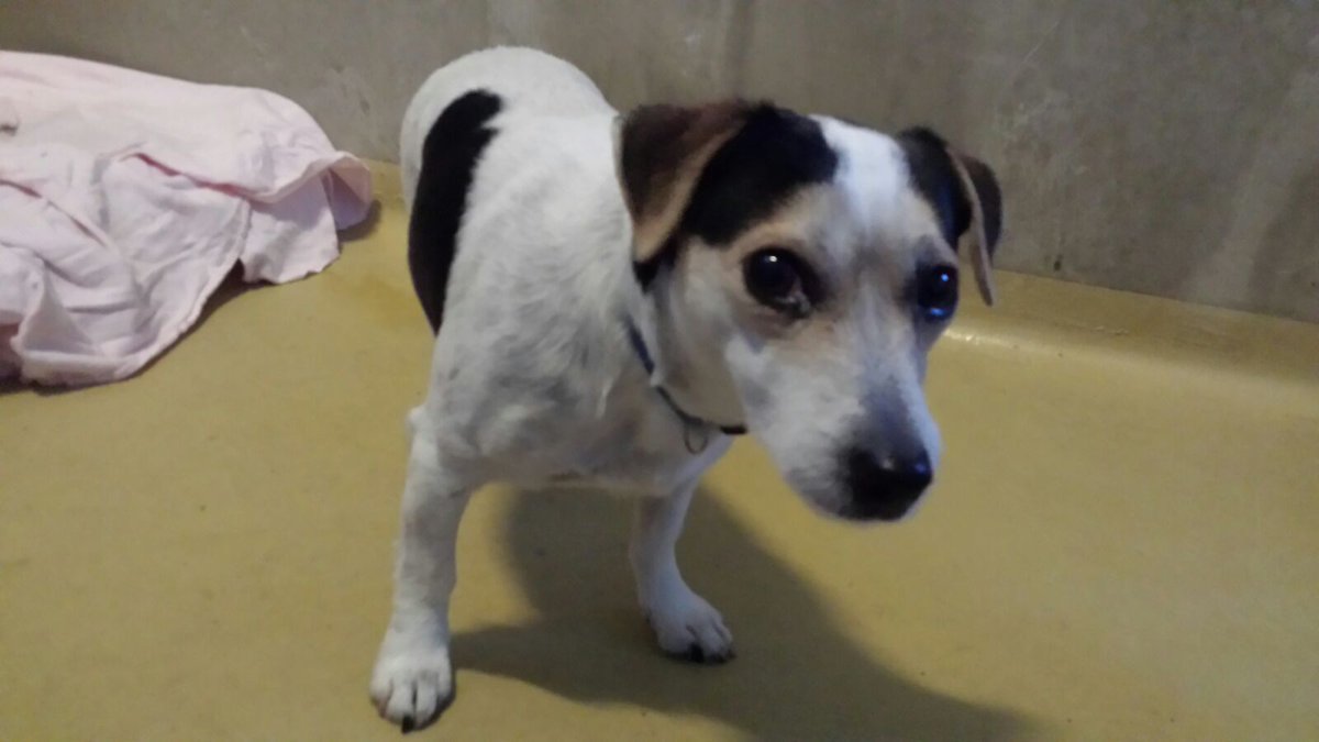 Gevonden Blaloweg #Zwolle thv nieuwe fietsbrug
Jack Russel  teefje  wit zwart en iets bruin.