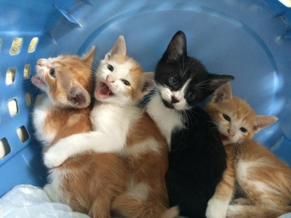SoCuteKittens's tweet photo. sorority pics be like https://t.co/GqWS3XHPia