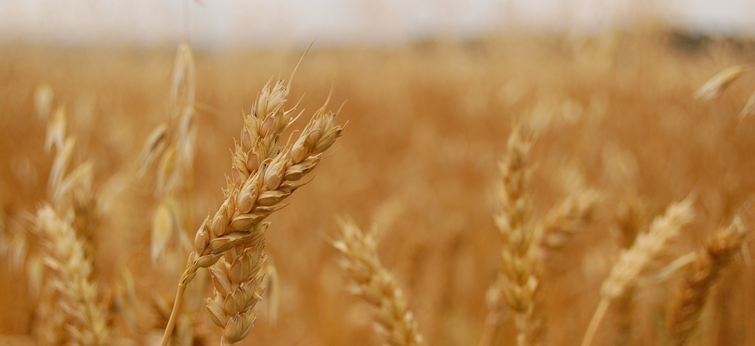 Slatefr's tweet photo. Les catastrophes climatiques menacent de plus en plus la sécurité alimentaire
https://t.co/nNA6puMt9y https://t.co/J7EaCmTXu9