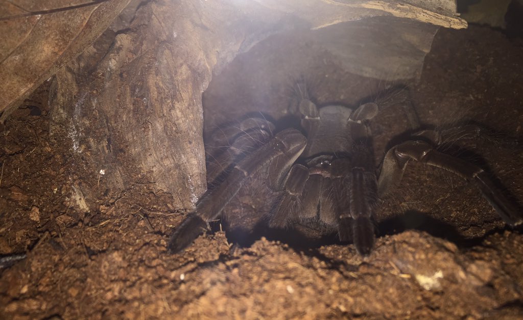 Female stirmi settling into the nice piece of wood we brought back from Thailand 😀