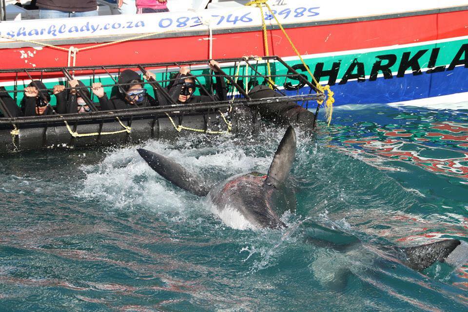 S_lverFox1's tweet photo. Are you up for the #Movember2015 Challenge. Win a great prize from @sharkdiveZA for your #Mo Donation.@MovemberRSA https://t.co/ISyk7evmwL