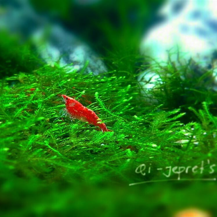 Akvaristan's tweet photo. #akvaristan #aquarium #akvaryum #aquarien #qi-jeprets
#rcs #aquascape #redchery #shrime #aquanature by @goochenkrev… https://t.co/iUCjLTproi