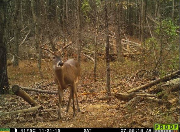 Will Brantley: Not Seeing Deer? Here's Why. bit.ly/1Nd18Fy