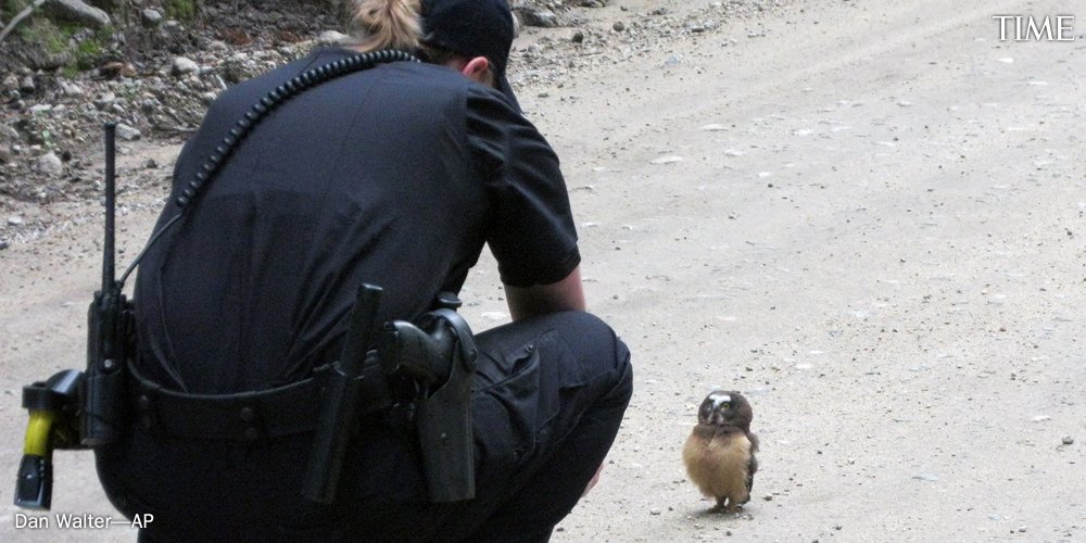 TIME's tweet photo. This little owl faced off with a sheriff's deputy and totally won https://t.co/iRVDB0VRJv https://t.co/K7Ld5bQhxE