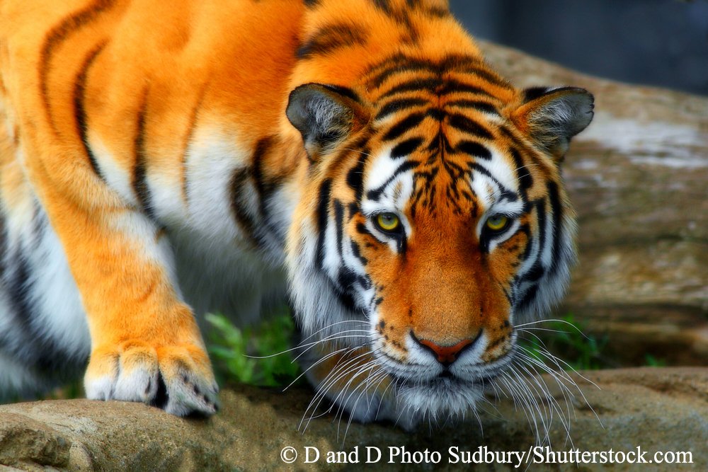GatelyMark's tweet photo. 'All big cats are losing habitat, much of it eaten away by human sprawl.’ #BigCatWeek https://t.co/VGGcFJSzw0 https://t.co/WOmJl0HUv9