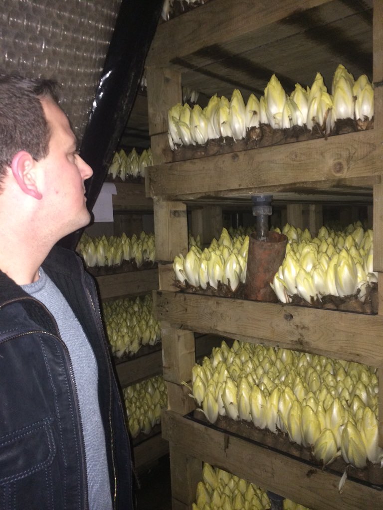 FilipFontaine's tweet photo. Last stop with @VeilingBelOrta board at chicorygrower @gijsvandongen great Belorta endives. We love #witloof https://t.co/yCV5ekfD9F