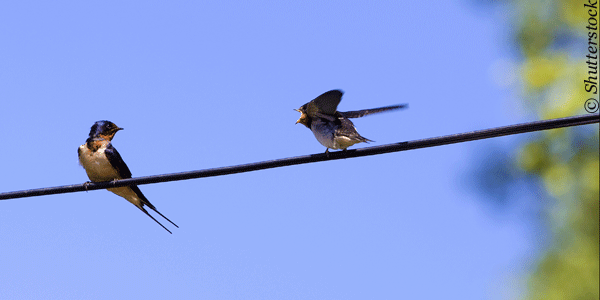 #Twitter needs RT-Statistics to stay relevant in Social Media Marketing #SaveOurShareCounts