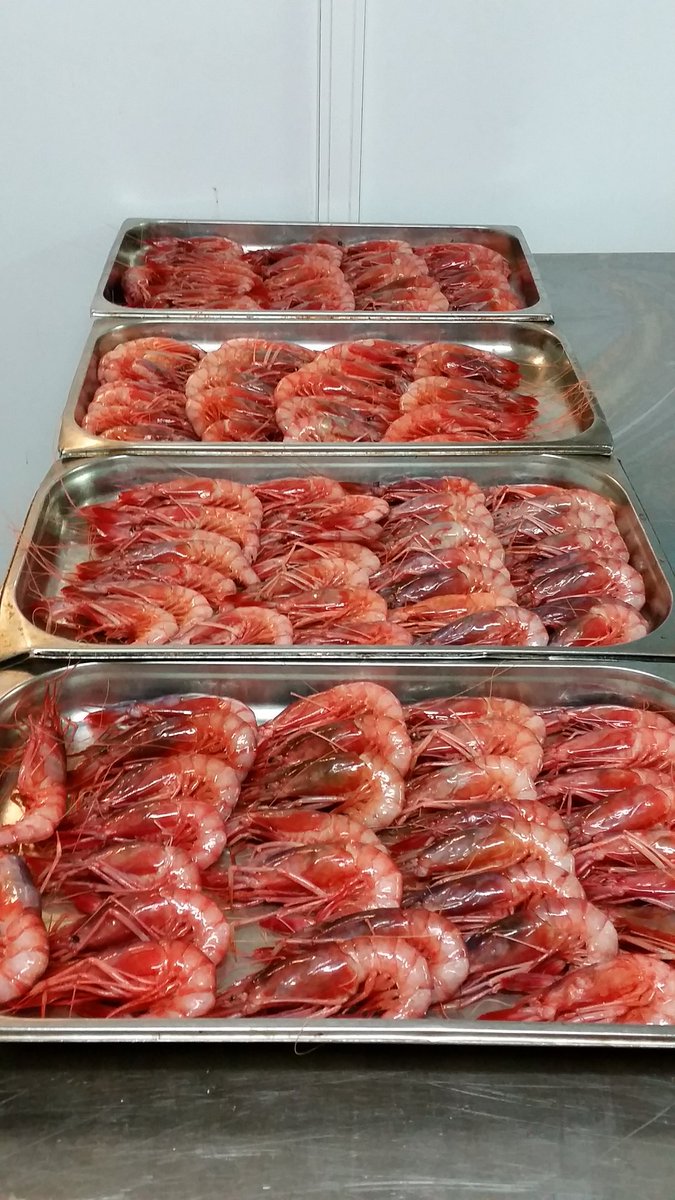 Recién llegadas Gamba roja de Denia