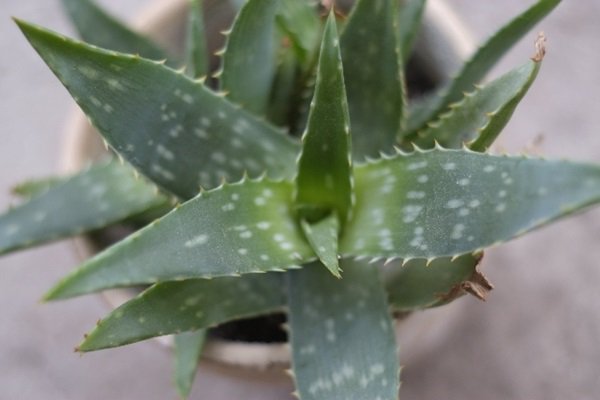 NetBusinSupport's tweet image. AGA対策にアロエのタンニン酸は有効なのか？ - 日本aga.com/aga%e5%af%be%e… #話題ニュース