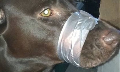[ Animal News ] tweet media