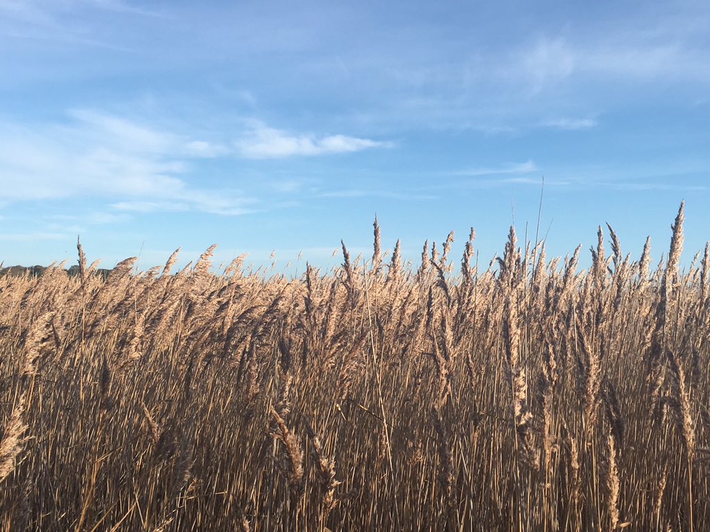 freyawaleycohen's tweet photo. Sunny walk through reeds-last morning of weeks residency @aldeburghmusic. @askulina @TamsinWaleyCohe @callmefinbarr https://t.co/Vx50T3LgrV