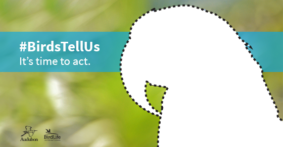 TuukkisT's tweet photo. #BirdsTellUs that higher temps will create new challenges for Hyacinth Macaws. https://t.co/7FG9ZqDvfL #COP21 https://t.co/OYfSEQjW4m