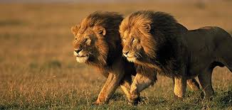 AfricaUnite33's tweet photo. How I see Pro Black Men! #problackpower #problackmen https://t.co/4da7WeKDwJ