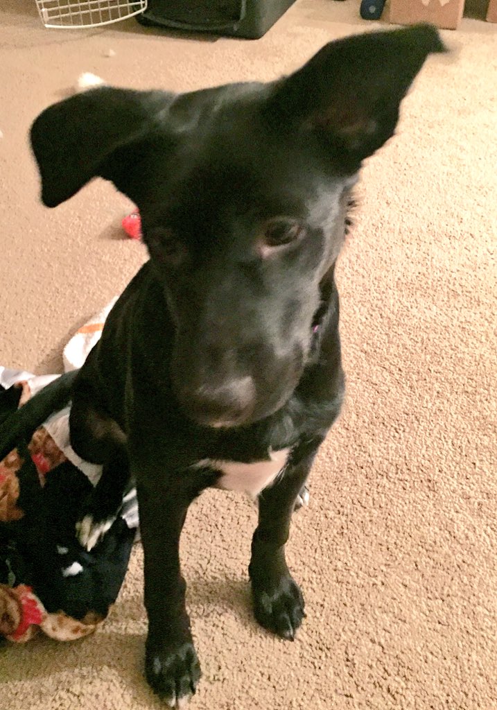 hippygitl430's tweet photo. what a cutie 🐾 https://t.co/o2e5donyAc