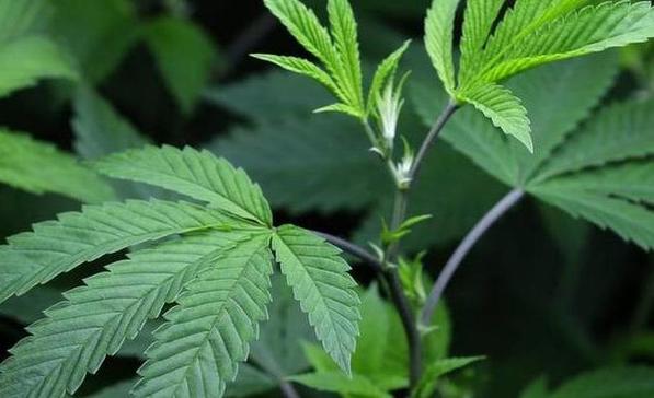 Inside Cannabis tweet media