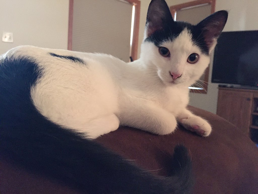 hippygitl430's tweet photo. He is soooo handsome 🐾 https://t.co/QHA1teY391