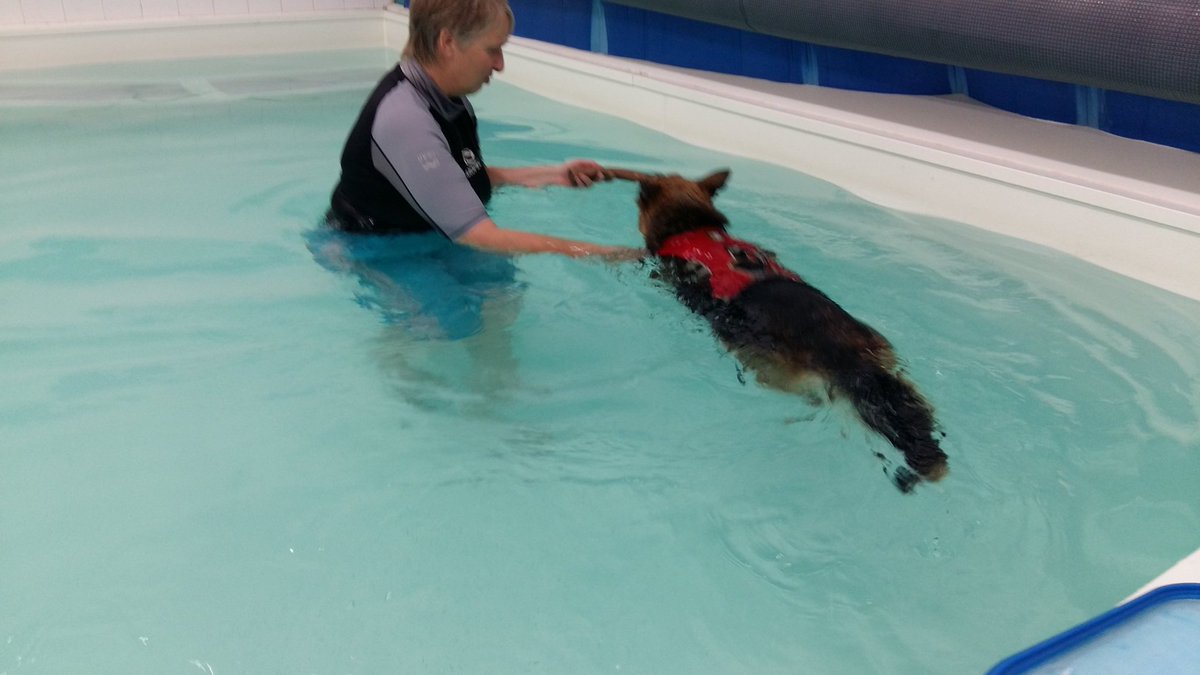 V1964Paul's tweet photo. Sheba did so well without a buoyancy aid @V1964Paul @Moredge Thank you to Jacqui and her team for being so caring https://t.co/61NJb7KLxw