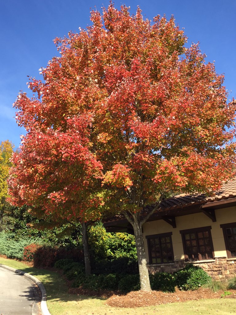 larainewarren's tweet photo. Last week the colors finally found their way to Birmingham #wehavefalltoo @megalithic @spann https://t.co/KzGarPT1c2
