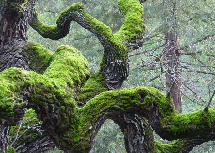 KusicAndKusic's tweet photo. Moss doesnโt always grow on the north side of trees. https://t.co/fNl67UAofa #K2Security #SurvivalTip https://t.co/TmWDp1pRGp