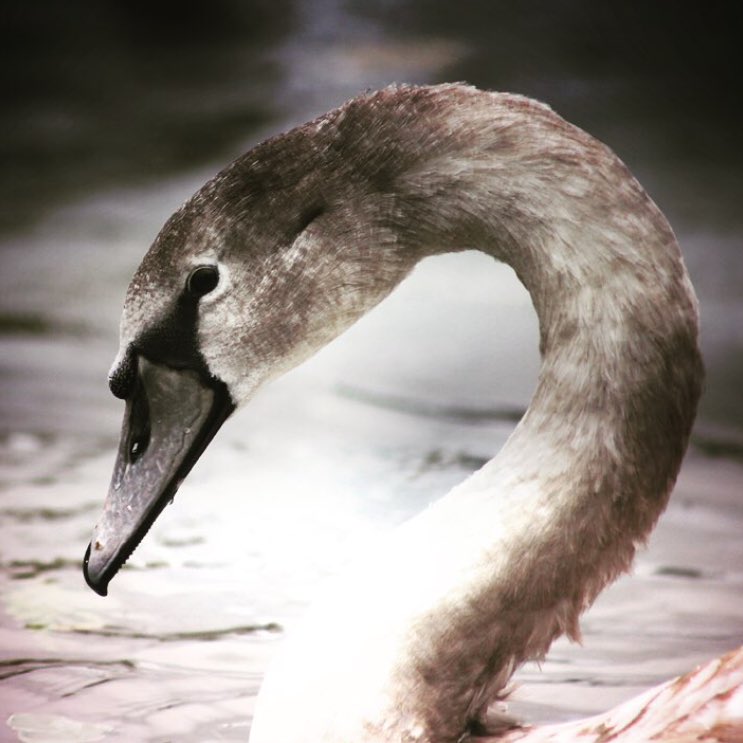 SupermarcheSt's tweet photo. #swan in the #park https://t.co/OZIu5mVNTU