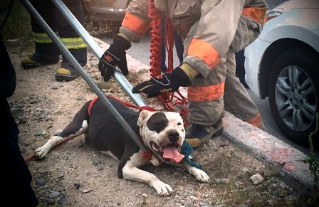 Perro pitbull mata a presunto ladrón en Sonora - CU6JvrtWEAEIRcJ