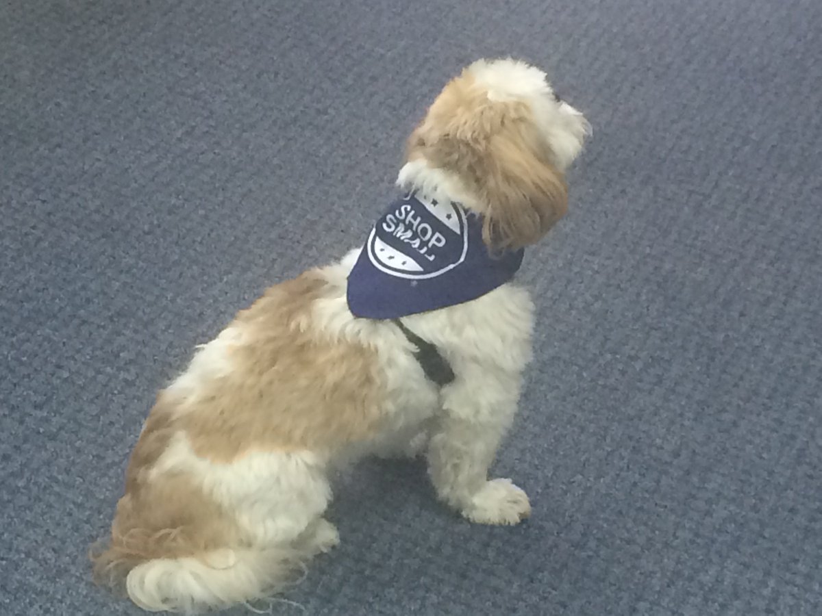 HReflectionsSC's tweet image. Ziggy here reminding everyone to shop Small Businesses Today.#buylocal