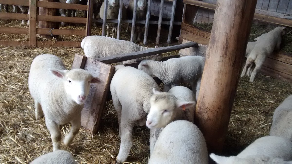 Love fall lambs and how well they do with fresh, cool weather! #ontlamb