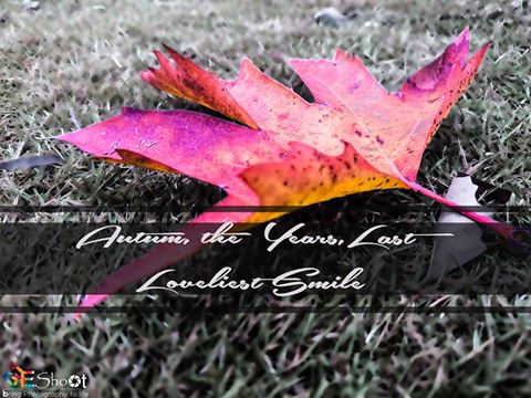 meShootdotcom's tweet photo. Autumn <3 https://t.co/TQLKVzAV1m