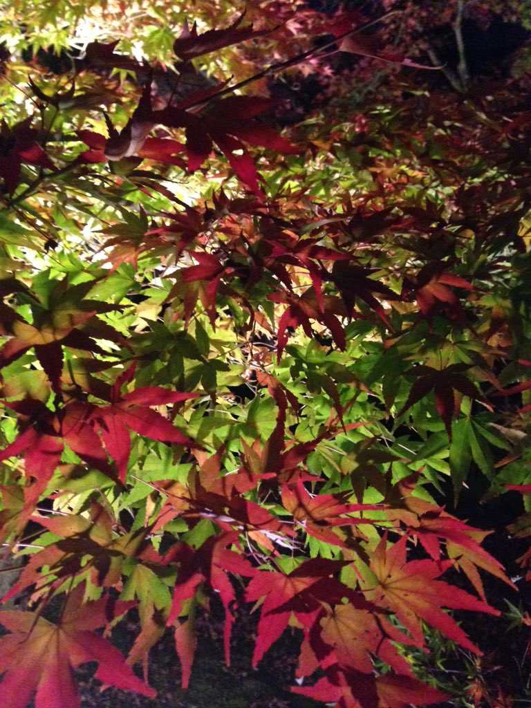 ひさびさ京都まで紅葉ライトアップ見てきたー！赤、青、黄色の葉が良い感じに重なってて綺麗でした。寒かったけど！ 