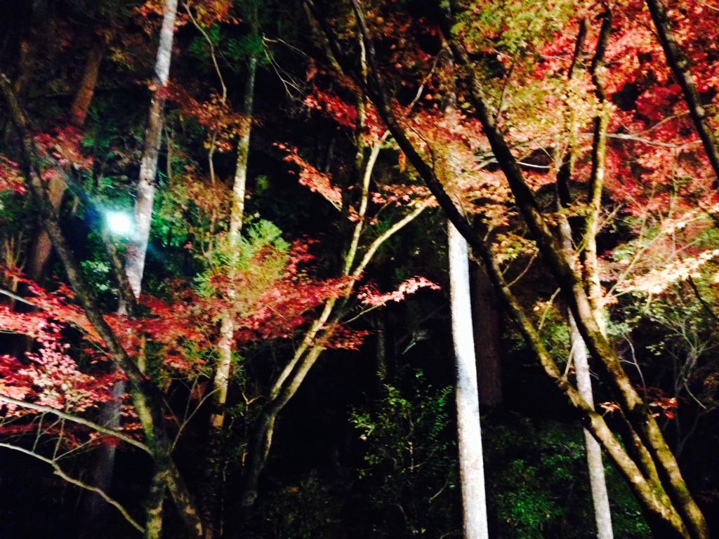 ひさびさ京都まで紅葉ライトアップ見てきたー！赤、青、黄色の葉が良い感じに重なってて綺麗でした。寒かったけど！ 