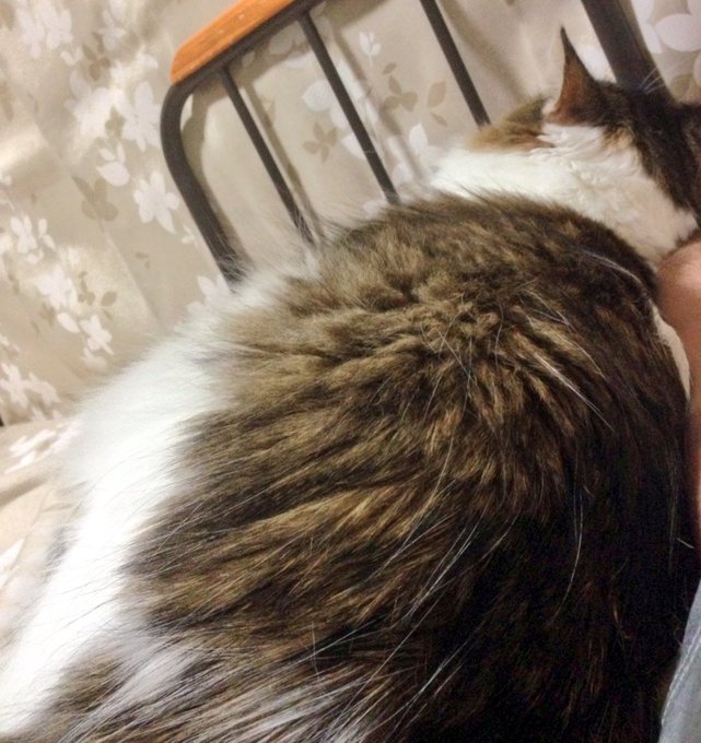 冬の寒い夜は湯たんぽならぬ猫たんぽに限る 