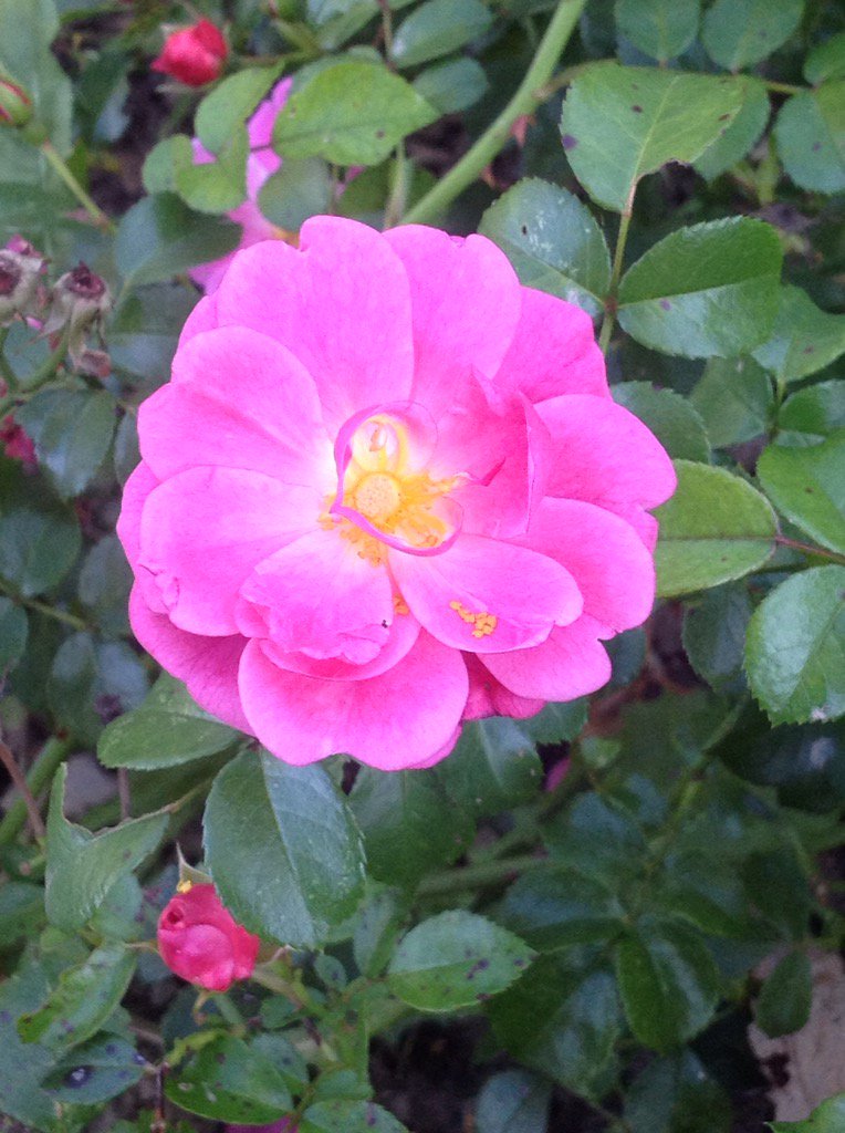 drieljan's tweet image. Samen met @GroenOndernemen en @OntwikkelC werken aan slimme leermiddelen voor plantenkennis.