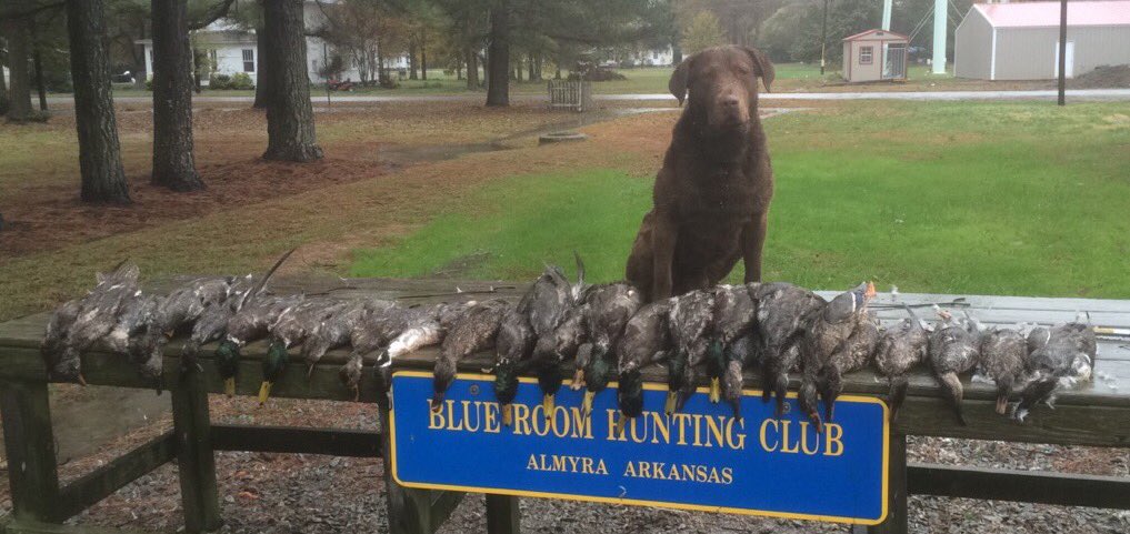 WesBottom's tweet image. Ducks fell just as hard as the rain did. #BRHC