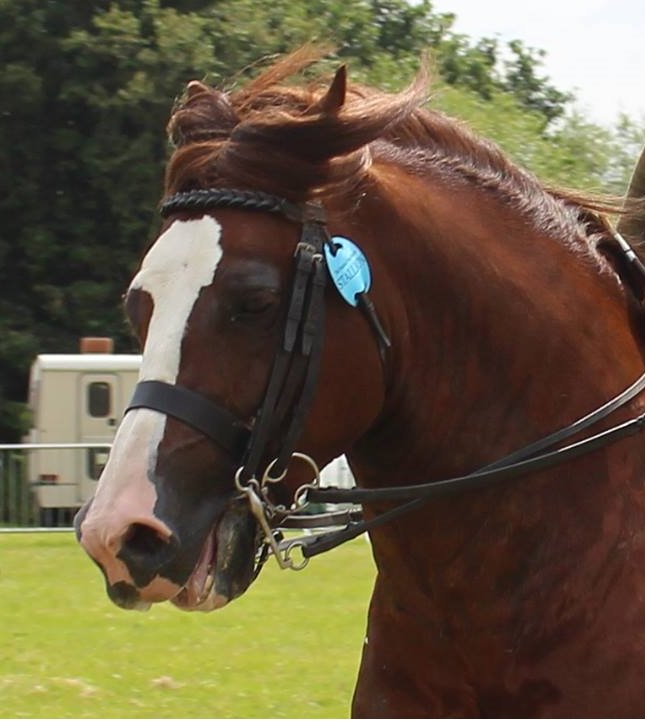 Hand made Bespoke English leather Bridles from £100.