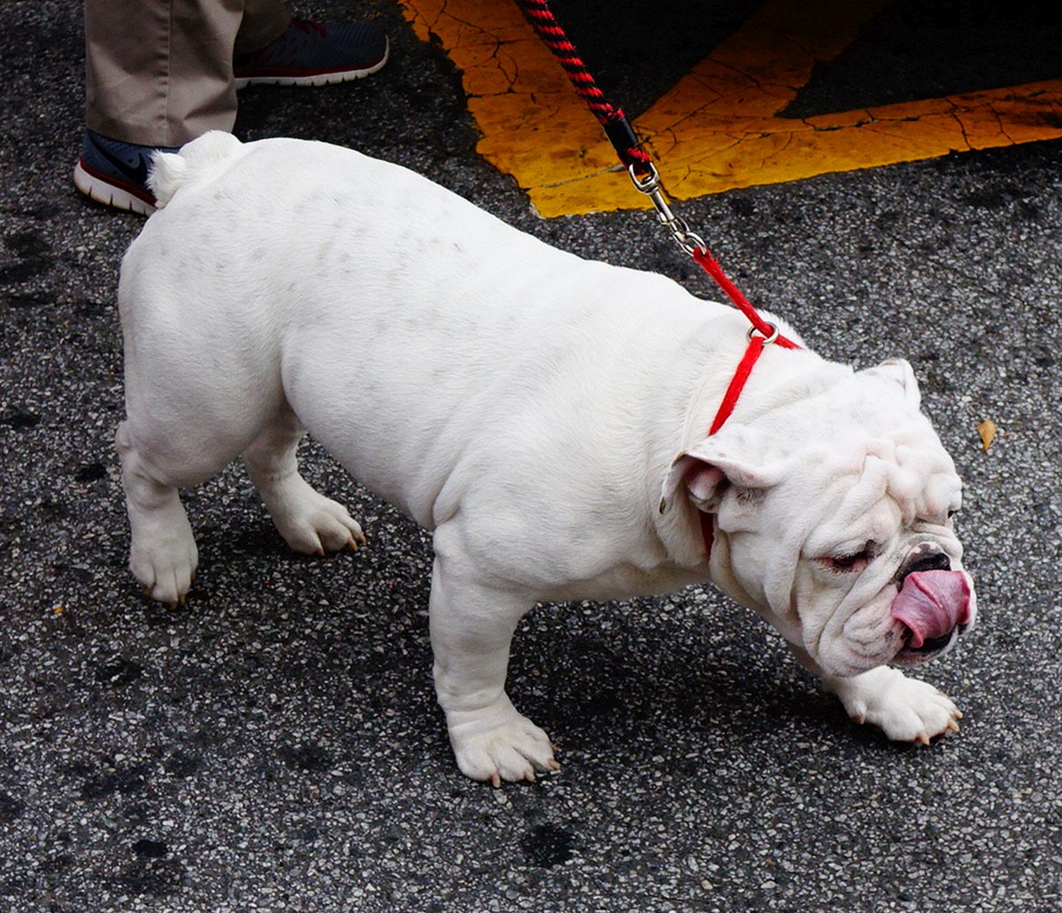 #Georgia mascot Uga X has arrived at Bobby Dodd Stadium #UGAvsGT