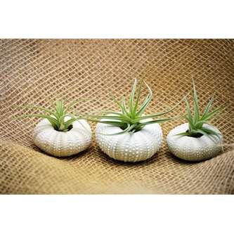 TheITGuy4's tweet image. #Tropicalplantsforsale #Bonsaiplants #Home #garden #shop #bonsai #Tropical #plants #Garden :
goo.gl/Yfqnkf