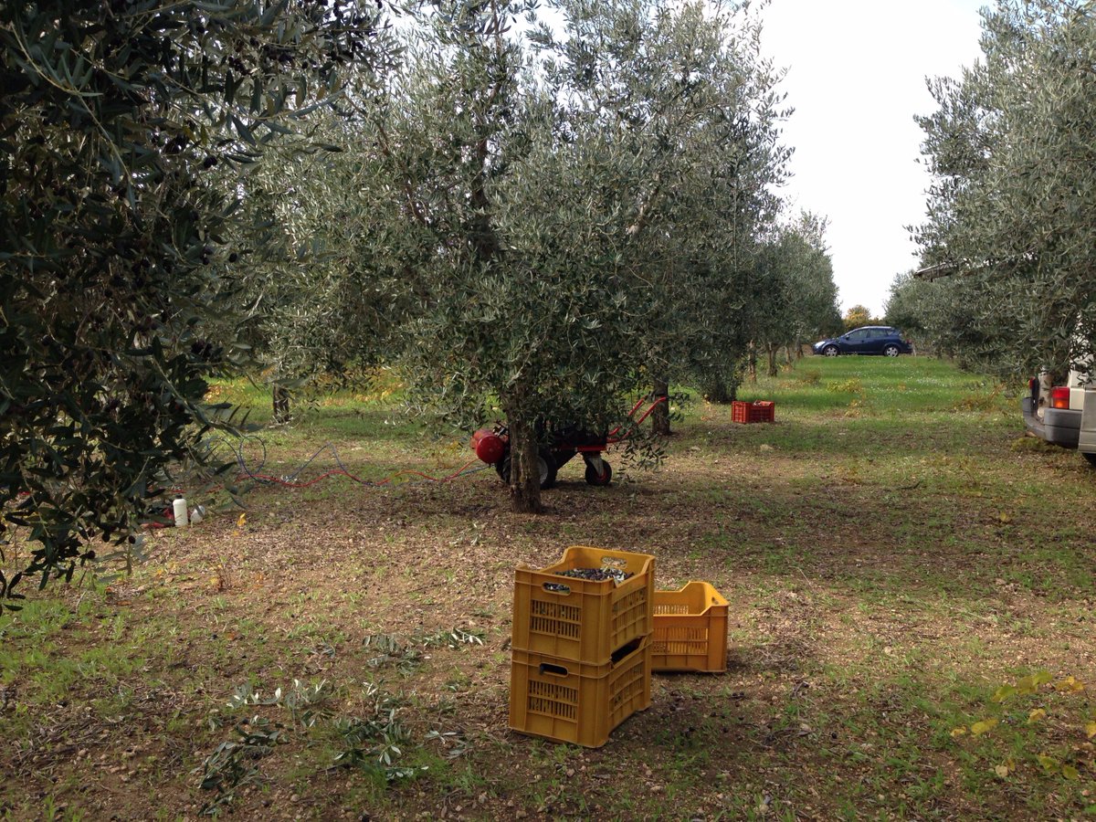 E' arrivato il nuovo olio extra vergine di oliva Meuli.