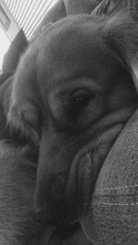 kenzlynne14's tweet photo. How can you not love this face?!😍🐶 #MagicMav #PuppyLove https://t.co/DY1gP8nfew