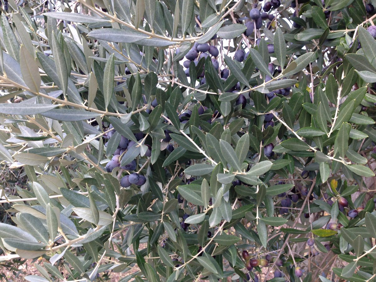 La raccolta delle olive.
