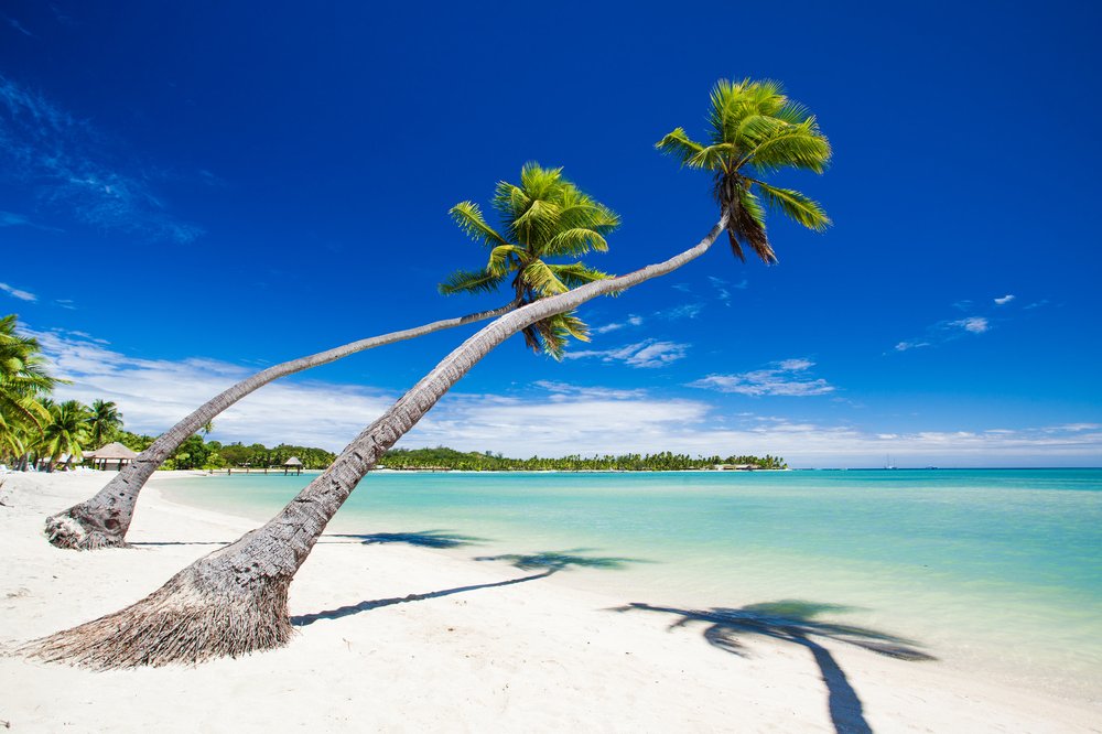 coconotion's tweet photo. Coconotion's #organic cold-pressed coconut oil is imported directly from #Fiji. 

https://t.co/39k692nHls https://t.co/NWYvmidjGd