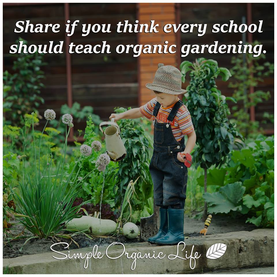 Simple Organic Life tweet media