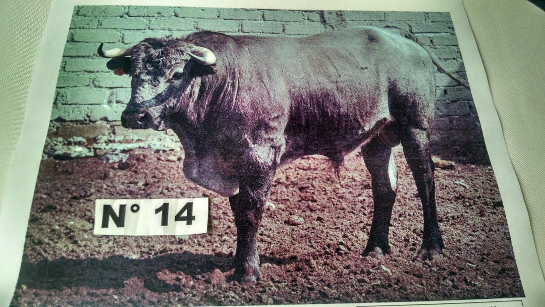 Novillo en suerte para hoy en Tampico. Real de Canoas. A disfrutar!!!