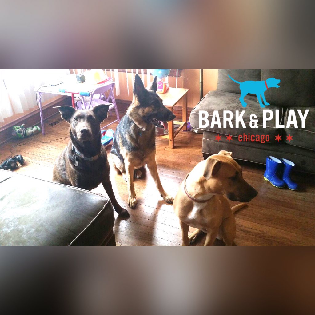 barkandplaychi's tweet photo. Lovely weekend! https://t.co/G7AT6pQBlz