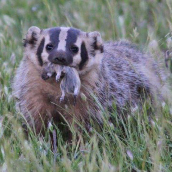 BadgersLike's tweet image. A little midday snack never hurts anyone #AxeGame