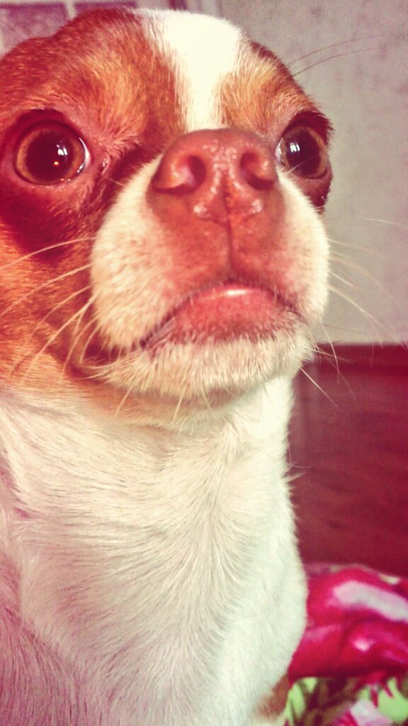 Lis_Chi's tweet image. Порода чихуахуа очень популярна !!! Советую