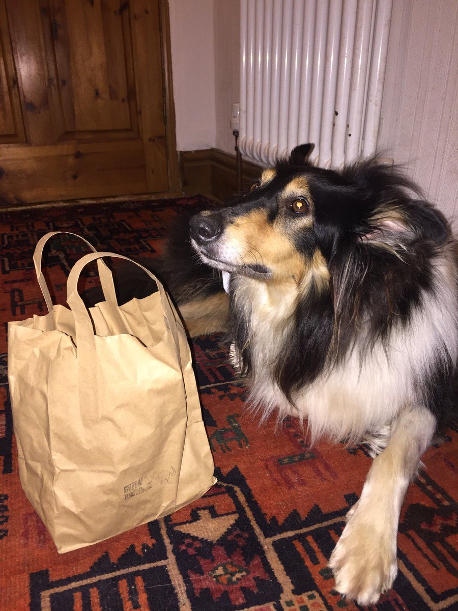 CherMax12's tweet photo. Thanks for the delicious brownies... @buffalobrownies.. my humans loved them.. Love Jess (the dog) ❤️ https://t.co/61XHygoYDv