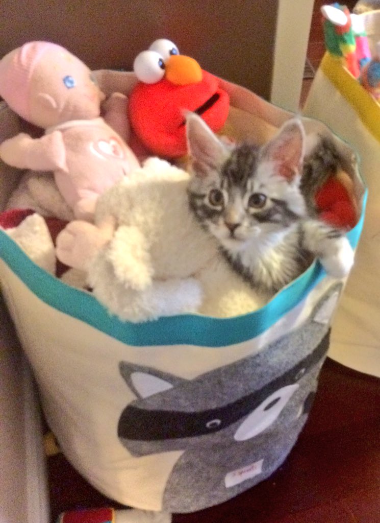 malachytdoyle's tweet photo. Life is pretty darn good when you are cute and fluffy. #kitty #mainecoon #12weeks https://t.co/6qXLKoCsIj