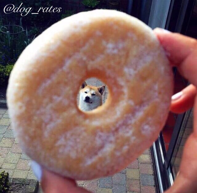 dog_rates's tweet photo. This is Phineas. He's a magical dog. Only appears through the hole of a donut. 10/10 mysterious pup https://t.co/NECxEHN5YU