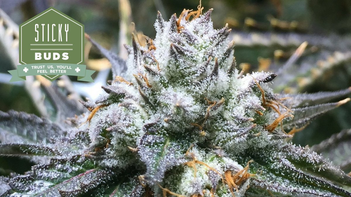 stickybuds5280's tweet photo. The #BubbaKush is looking mighty fine!
#stickybuds #getsticky #trichomes #elevateyourweekend https://t.co/zhwzeXpybl