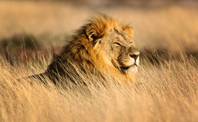 EndangeredBox's tweet photo. Victory! #France Becomes First Country in Europe to Ban #Lion #Trophies https://t.co/SjqUl85JC3
#ExoticGame #Cecil https://t.co/h5glRlkEKO